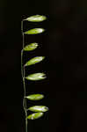 Twoflower melicgrass